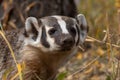 Badger Close up in Fall in Wyoming