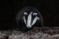 Badger close up at night