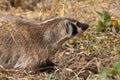 Badger Close up in Wyoming