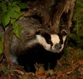 badger coming out of his hiding place after the lethargy Royalty Free Stock Photo