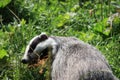 Badger