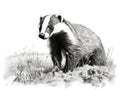 Badger drawing Made With Generative AI illustration