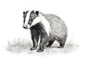 Badger drawing Made With Generative AI illustration