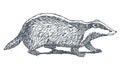 Badger drawing Royalty Free Stock Photo