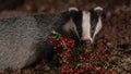 A badger eats red berries in the forest Royalty Free Stock Photo