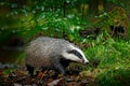 Badger in forest, animal in nature habitat, Germany, Europe. Wild Badger, Meles meles, animal in wood, autumn pine green forest. M