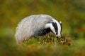 Badger in the forest, animal in nature habitat, Germany, Europe. Wild Badger, Meles meles, animal in wood. Mammal in environment,