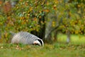 Badger in the forest, animal in nature habitat, Germany, Europe. Wild Badger, Meles meles, animal in wood. Mammal in environment,