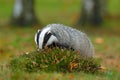 Badger in the forest, animal in nature habitat, Germany, Europe. Wild Badger, Meles meles, animal in wood. Mammal in environment,