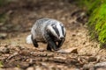 Badger in forest, animal in nature habitat, Germany, Europe. Wild Badger, Meles meles, animal in the wood. Mammal in environment, Royalty Free Stock Photo