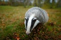 Badger in forest, animal nature habitat, Germany, Europe. Wildlife scene. Wild Badger, Meles meles, animal in wood. European badge