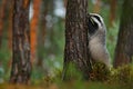 Badger in forest, animal nature habitat, Germany, Europe. Wildlife scene. Wild Badger, Meles meles, animal in wood. European badge Royalty Free Stock Photo