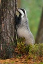 Badger in forest, animal nature habitat, Germany, Europe. Wildlife scene. Wild Badger, Meles meles, animal in wood. European badge Royalty Free Stock Photo