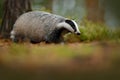 Badger in forest, animal nature habitat, Germany, Europe. Wildlife scene. Wild Badger, Meles meles, animal in wood. European badge Royalty Free Stock Photo