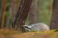 Badger in forest, animal nature habitat, Germany, Europe. Wildlife scene. Wild Badger, Meles meles, animal in wood. European badge Royalty Free Stock Photo