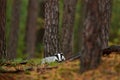 Badger in forest, animal nature habitat, Germany, Europe. Wildlife scene. Wild Badger, Meles meles, animal in wood. European badge