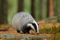 Badger in forest, animal nature habitat, Germany, Europe. Wildlife scene. Wild Badger, Meles meles, animal in wood. European badge