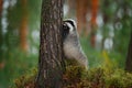 Badger in forest, animal nature habitat, Germany, Europe. Wildlife scene. Wild Badger, Meles meles, animal in wood. European badge Royalty Free Stock Photo