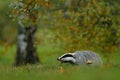 Badger in forest, animal nature habitat, Germany, Europe. Wildlife scene. Wild Badger, Meles meles, animal in wood. European badge Royalty Free Stock Photo