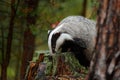 Badger in forest, animal nature habitat, Germany, Europe. Wildlife scene. Wild Badger, Meles meles, animal in wood. European badge Royalty Free Stock Photo