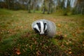 Badger in forest, animal nature habitat, Germany, Europe. Wildlife scene. Wild Badger, Meles meles, animal in wood. European badge Royalty Free Stock Photo