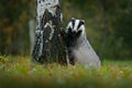 Badger in forest, animal nature habitat, Germany. Wildlife scene. Wild Badger, Meles meles, animal in wood. European badger, autum Royalty Free Stock Photo