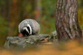 Badger in forest, animal nature stone habitat, Germany, Europe. Wildlife scene. Wild Badger, Meles meles, animal, tree trunk. Euro