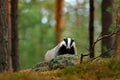 Badger in the forest. Hidden in bushes of cranberries. Nice wood in the background
