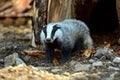 Badger in the forest Royalty Free Stock Photo