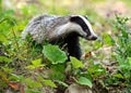 Badger in the forest Royalty Free Stock Photo