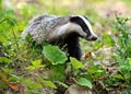 Badger in the forest Royalty Free Stock Photo