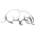 Badger graphics sketch vector