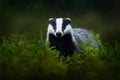 Badger in the green forest. Cute Mammal in environment, rainy day, Germany, Europe. Wild Badger, Meles meles, animal in the wood