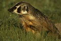 Badger in Green Grass