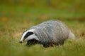 Badger in green grass, animal nature habitat, Germany, Europe. Wildlife scene. Wild Badger, Meles meles, animal in wood. European Royalty Free Stock Photo