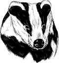 Badger head