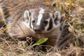 Badger Close up in Fall in Wyoming