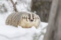 Badger In The Snow Royalty Free Stock Photo