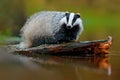 Badger in lake water, animal nature habitat, Germany, Europe. Wildlife scene. Wild Badger, Meles meles, animal in wood. European b Royalty Free Stock Photo