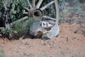 A badger sitting in front of an old rustic wagon wheel
