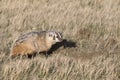 Badger making den on prairie