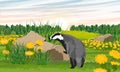 Badger in a meadow with flowers. Summer field with dandelions and green grass at sunset