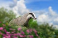 Badger in the meadow on stone with flowers