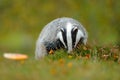 Badger, Meles meles, animal in wood. European badger, autumn pine green forest. Wild Mammal environment, rainy day. Badger in fore