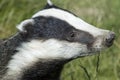 Badger - Meles meles Royalty Free Stock Photo