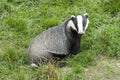 Badger - Meles meles