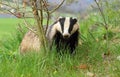 Badger Meles meles Royalty Free Stock Photo