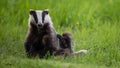 Badger scratching his side