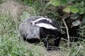 Badger, Meles meles Royalty Free Stock Photo