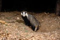 Badger, Meles meles Royalty Free Stock Photo